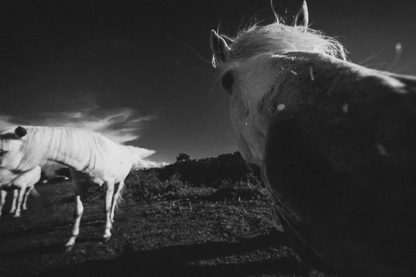 Caballo Blanco Irlanda — Foto de Stock