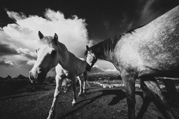 Caballo Blanco Irlanda — Foto de Stock