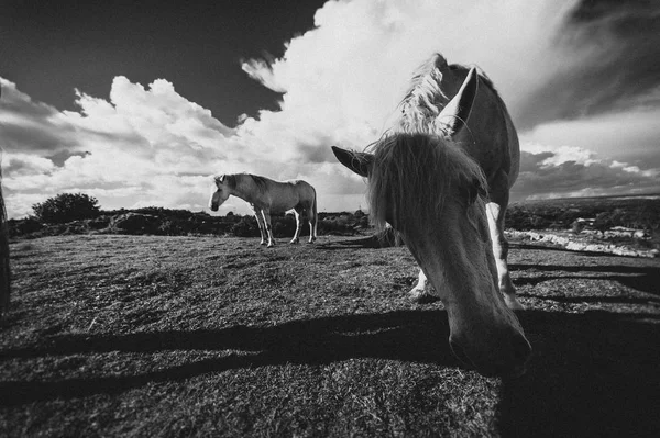 Caballo Blanco Irlanda —  Fotos de Stock