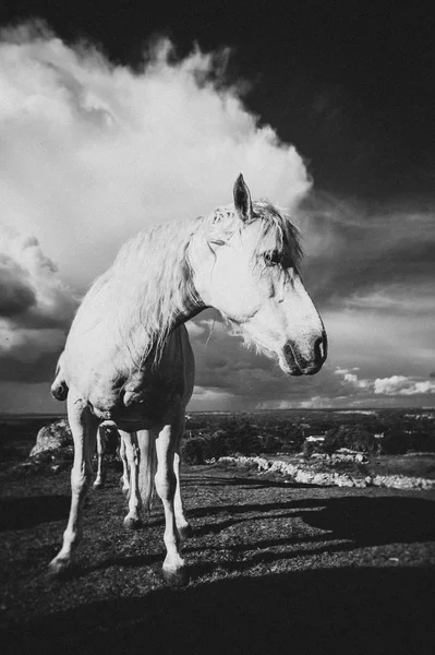 Білий Кінь Сполучені Штати Америки — стокове фото