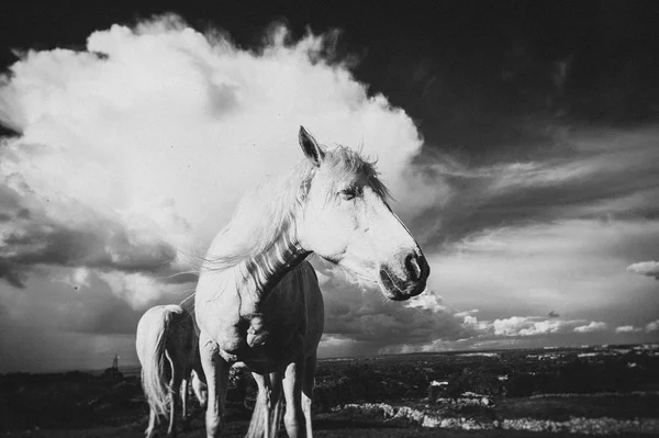 Beyaz Bir Rlanda — Stok fotoğraf