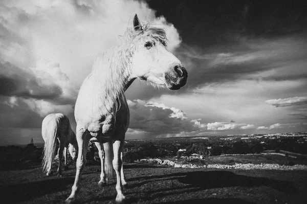 Ein Weißes Pferd Irland — Stockfoto