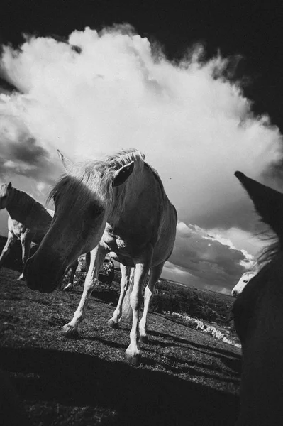 Caballo Blanco Irlanda — Foto de Stock