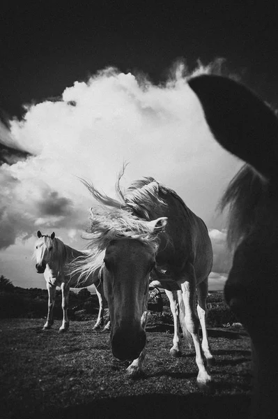 白い馬は アイルランド — ストック写真
