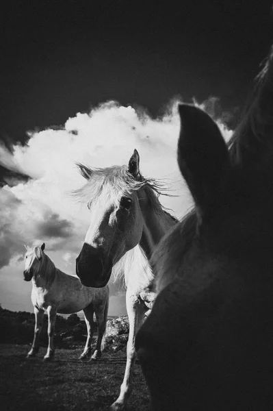 Biały Koń Irlandia — Zdjęcie stockowe