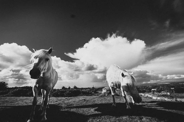 Een Wit Paard Ierland — Stockfoto