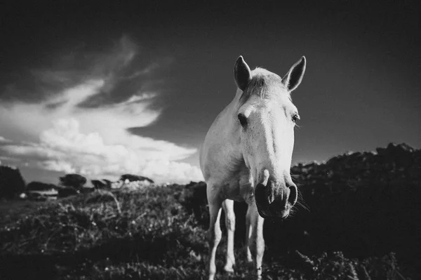 Ein Weißes Pferd Irland — Stockfoto