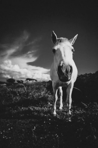 Cavallo Bianco Irlanda — Foto Stock