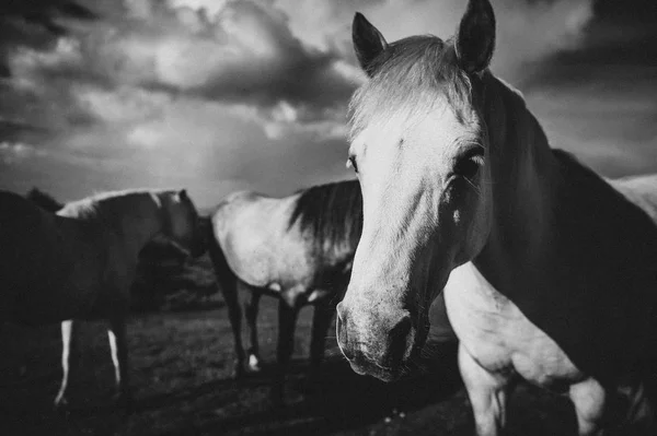 Cavalo Branco Irlanda — Fotografia de Stock