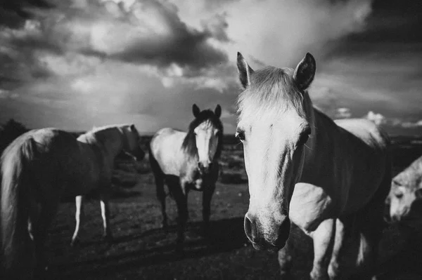 Bílý Kůň Irsko — Stock fotografie