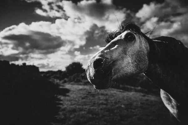 Cavallo Bianco Irlanda — Foto Stock