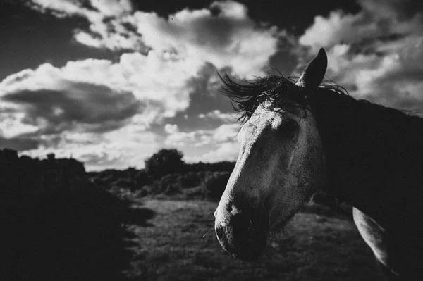 Caballo Blanco Irlanda —  Fotos de Stock