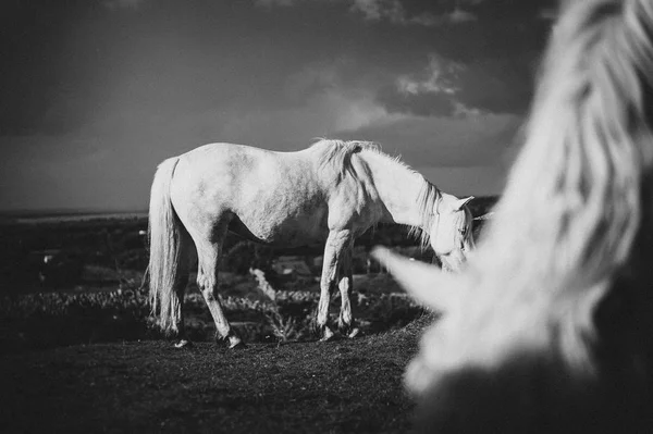 Biały Koń Irlandia — Zdjęcie stockowe