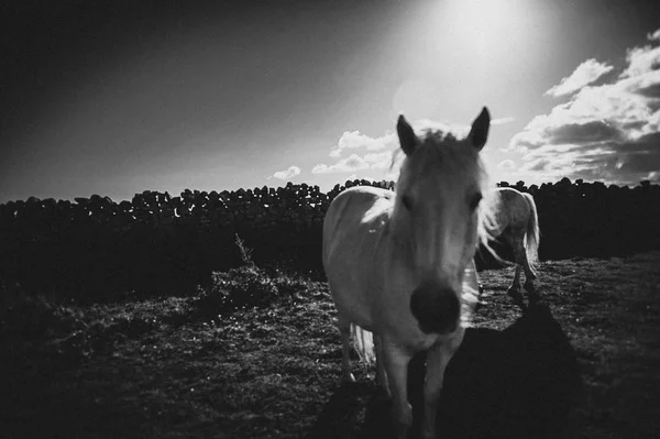 Een Wit Paard Ierland — Stockfoto