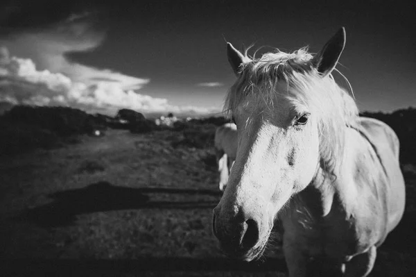 Bílý Kůň Irsko — Stock fotografie