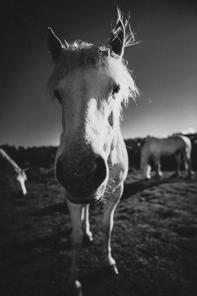 Biały Koń Irlandia — Zdjęcie stockowe