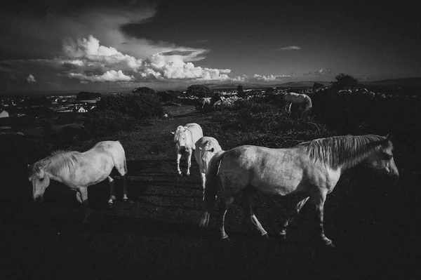 White Horse Ireland — Stock Photo, Image