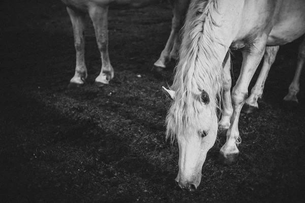 Cavallo Bianco Irlanda — Foto Stock