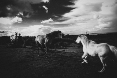 Beyaz bir at, İrlanda