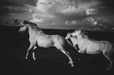 Beyaz bir at, İrlanda