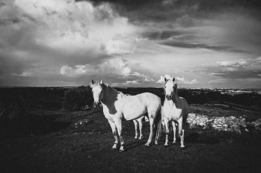 Beyaz bir at, İrlanda