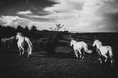 Beyaz bir at, İrlanda