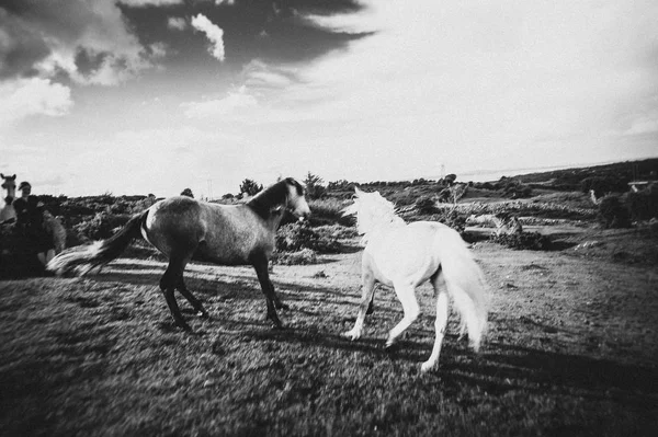 Caballo Blanco Irlanda — Foto de Stock