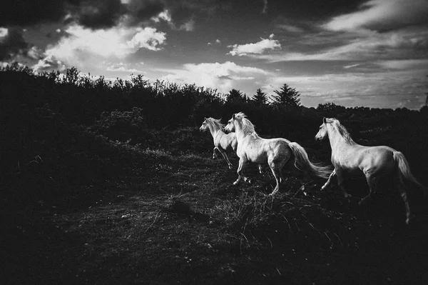 Beyaz bir at, İrlanda