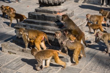 Bir tapınak maymun Swayambunath Budist Tapınağı, Katmandu, Nepal.