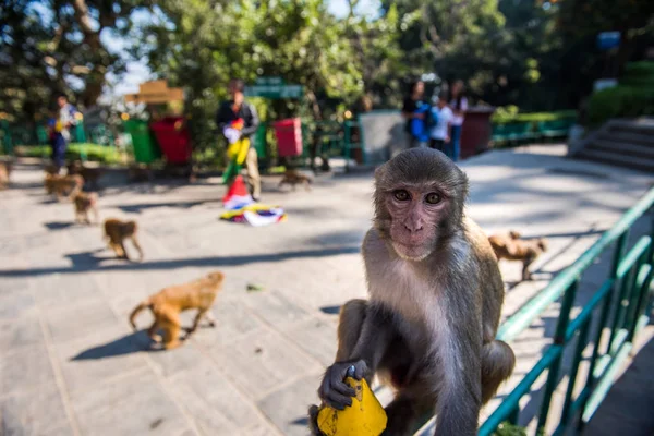 A temple monkey at the Swayambunath Buddhist temple. -
