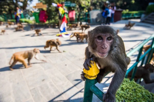 A temple monkey at the Swayambunath Buddhist temple. -