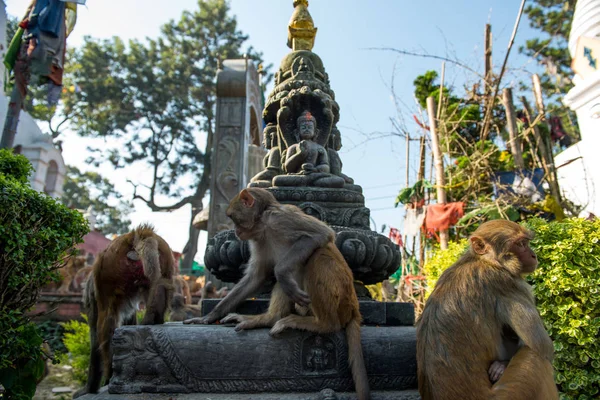 Małpa Świątyni Świątyni Buddyjskiej Swayambunath — Zdjęcie stockowe