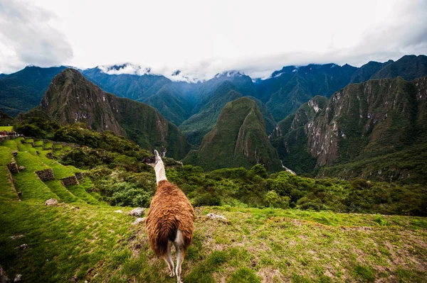 Lamy Machu Picchu Inkowie Ruiny Peruwiańskich Andach Peru Cusco — Zdjęcie stockowe