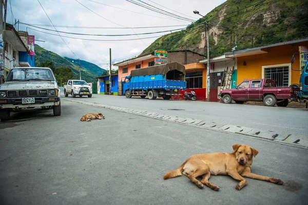 Dogs Sleeping Street Small Village Santa Maria Peru — Stock Photo, Image