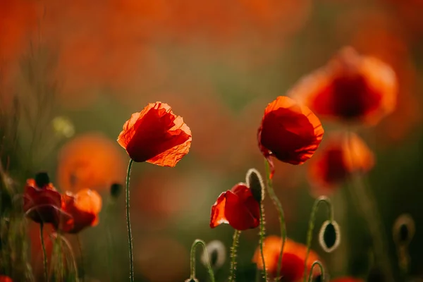 Akşam ışığı kırmızı haşhaş güzel alan