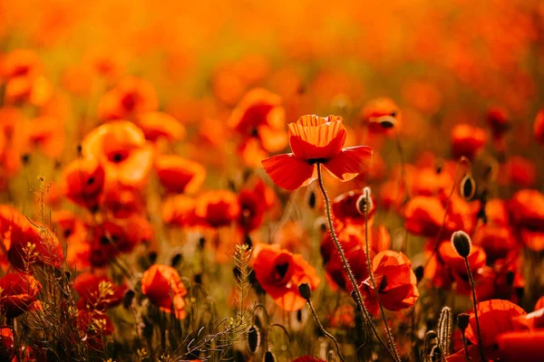 Gün batımında kırmızı gelinciklerin güzel tarlası