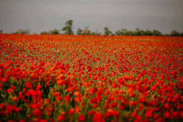 Krásné pole Rudého máku. Rusko, Krym — Stock fotografie