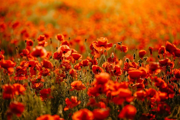 Gün batımında kırmızı gelinciklerin güzel tarlası