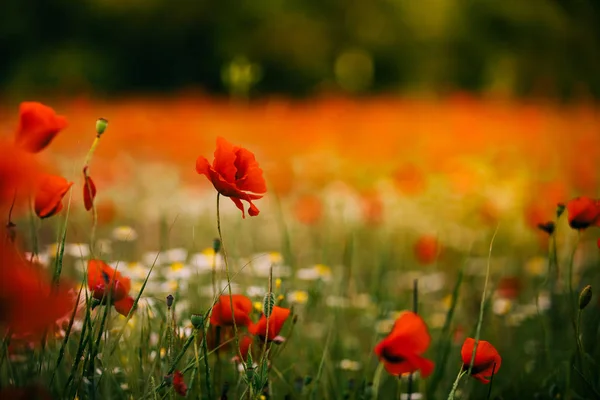 Akşam ışığı kırmızı haşhaş güzel alan.