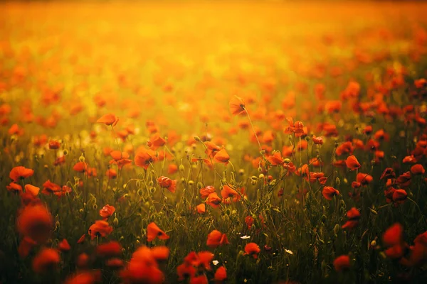 Krásné Pole Červených Máků Oranžovém Světle Západu Slunce Krym — Stock fotografie