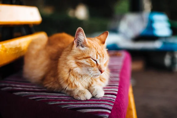 Bir bankta yalan zencefil kedi