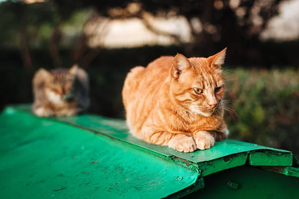 Güneşli bir günde bir baraka çatısına uyku zencefil kedi