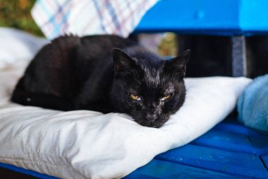 Kara kedi yastık üzerinde yalan söylüyor 