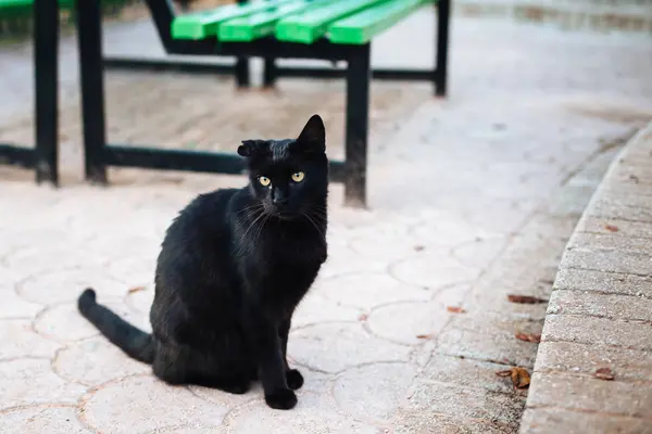 Yeşil tezgah Park yakınında oturan yırtık kulak ile kara kedi