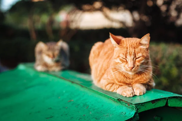 Üst kısmında yeşil shack uyku zencefil kedi