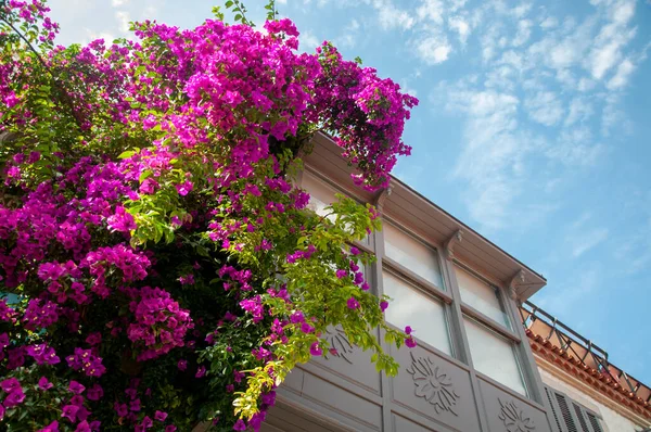 Alacati, Ege kıyısında bir turistik kasabadır. Geleneksel ev mimarisi, sokakları ve değirmenleriyle ünlüdür. İzmir, Türkiye - 22 Haziran 2014