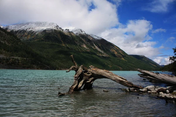 Seguir República Altay Até Montanhas Até Beluha Foto — Fotografia de Stock