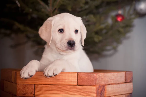 Farklı aletlerle oynayıp köpek yavrusu golden retriever