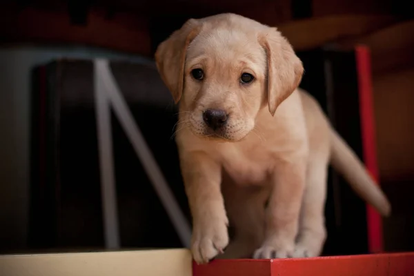 Farklı aletlerle oynayıp köpek yavrusu golden retriever