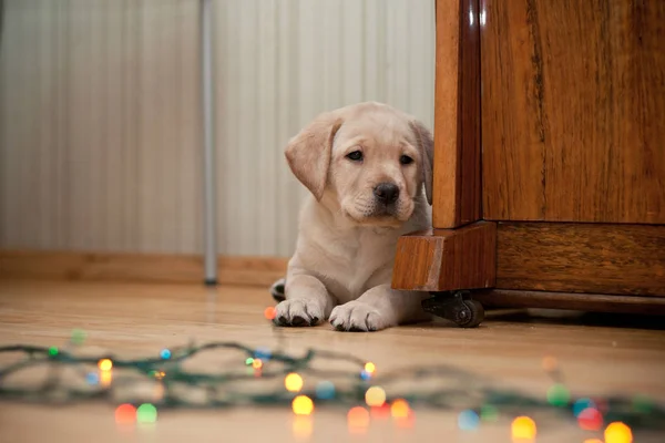 Farklı aletlerle oynayıp köpek yavrusu golden retriever